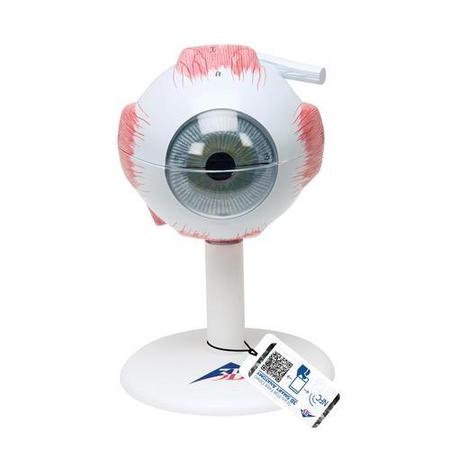 3B SCIENTIFIC Eye, 3 times full-size, 6 part - w/ 3B Smart Anatomy 1000259